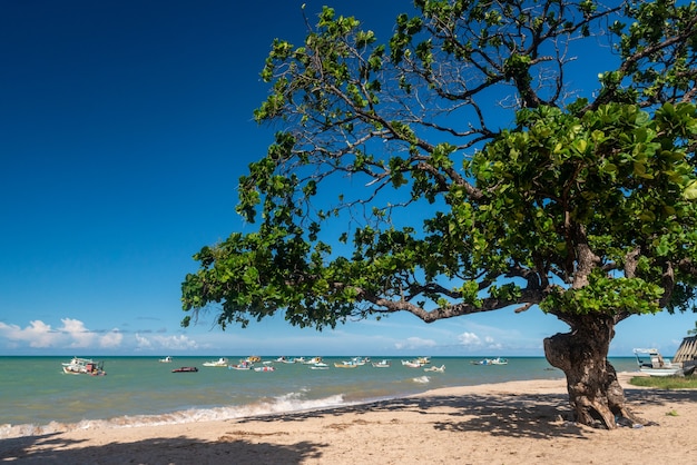 Joao Pessoa Paraiba Brazil Tambau beach tree and boats