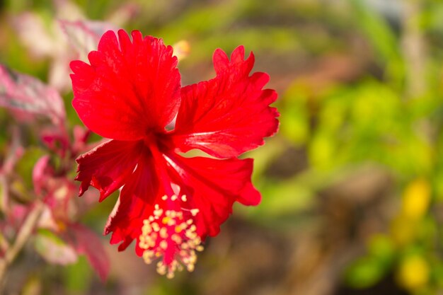 Joba Flower Joba Ful Hibiscus Roja