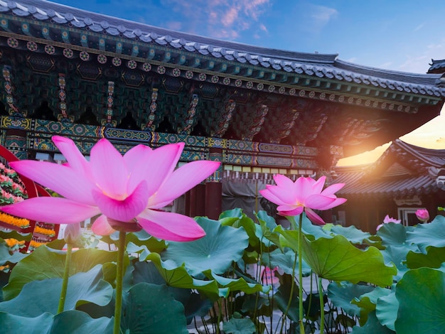 写真 韓国のソウルにある蓮の木のあるジョギサ寺院