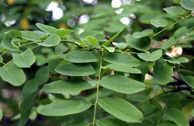 Johannesbroodboom (Ceratonia siliqua)