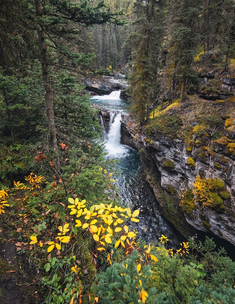 Cadute della tomaia di johnston canyon che entrano nella foresta profonda al parco nazionale di banff