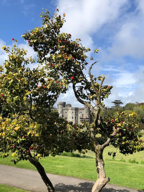 Замок Джонстаун в Уэксфорде с красивым цветущим деревом, Ирландия. Популярные ирландские достопримечательности