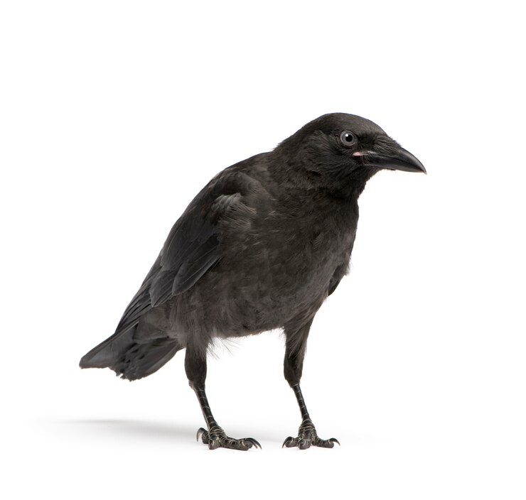 Foto jong carrion crow, corvus-corone op een geïsoleerd wit