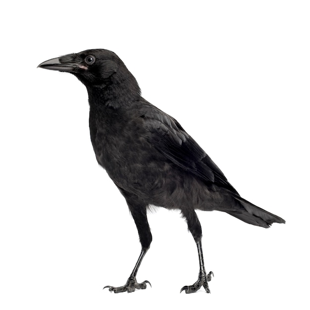 Jong carrion crow, corvus-corone op een geïsoleerd wit