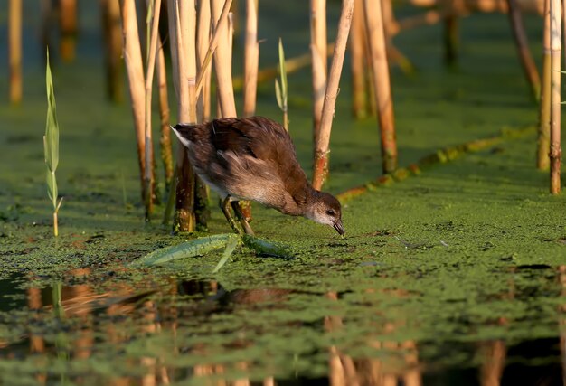 Jong en volwassen Het waterhoen (Gallinula chloropus) is van dichtbij neergeschoten in zacht ochtendlicht. De identificatietekens van de vogel zijn duidelijk zichtbaar.