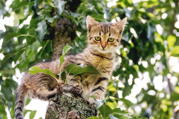 Jong gestreept katje in de tuin op een boom