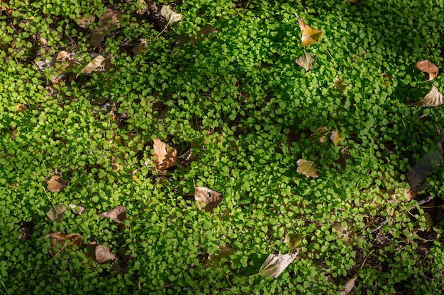 Jong gras in de zon Het concept van de komst van de lente