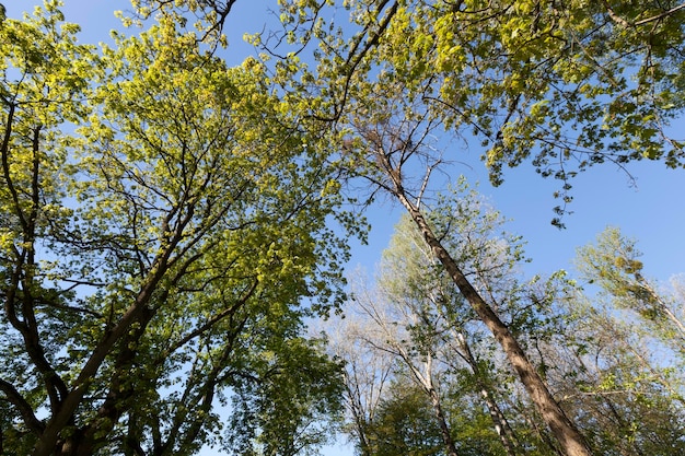 Jong groen blad aan verschillende soorten bomen