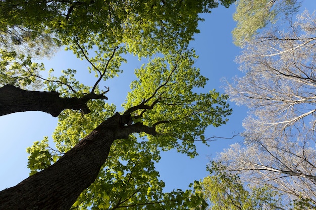 Jong groen blad aan verschillende soorten bomen