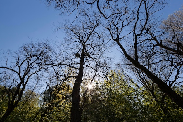 Jong groen blad aan verschillende soorten bomen