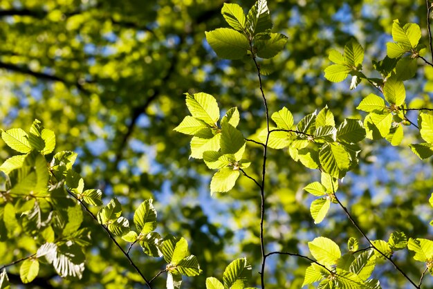 Jong groen blad op de krab in het voorjaar