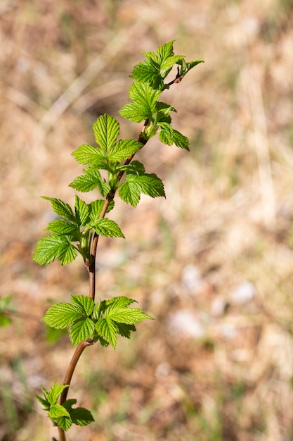 Jong groen blad van heerlijke frambozen, struik in de tuin