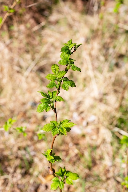 Jong groen blad van heerlijke frambozen, struik in de tuin