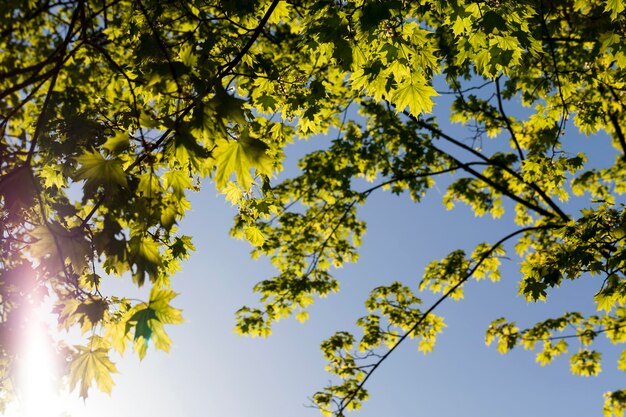 Jong groen esdoornblad in het voorjaar, zonnig weer in het park in het voorjaar met esdoorns