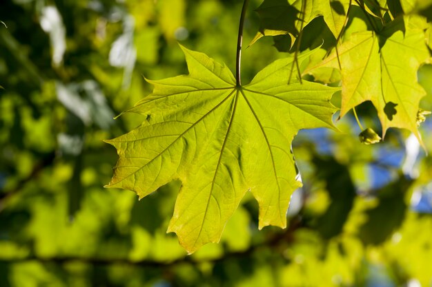 Jong groen esdoornblad in het voorjaar