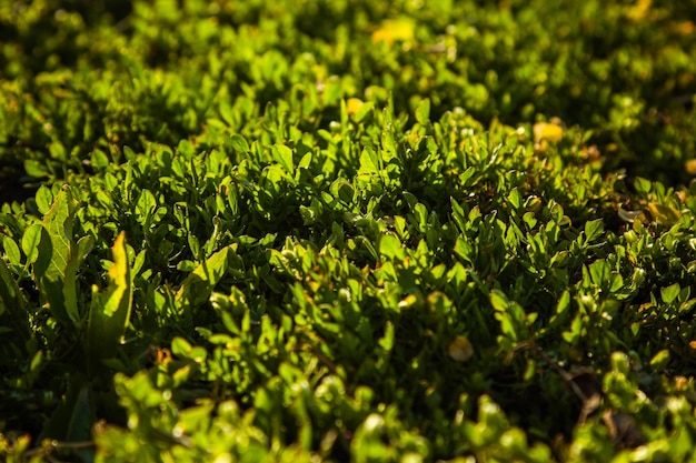 Jong groen gras groeit in het open veld in de tuin