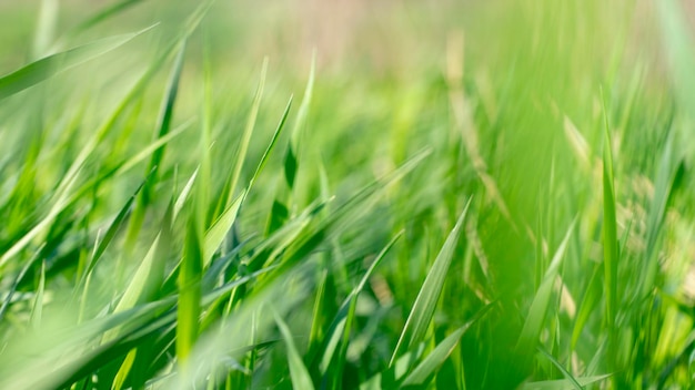 Jong groen gras in de zon Abstract natuurlijk groen behang