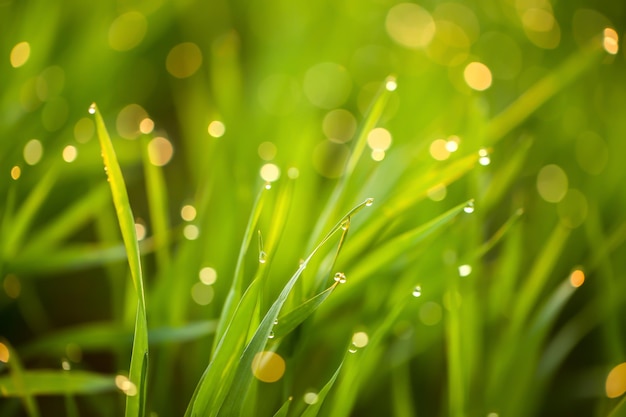 Jong groen gras met dauwdruppels op de close-up van de de lenteochtend