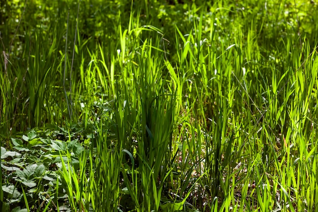 Jong groen gras verlicht door zonlicht close-up