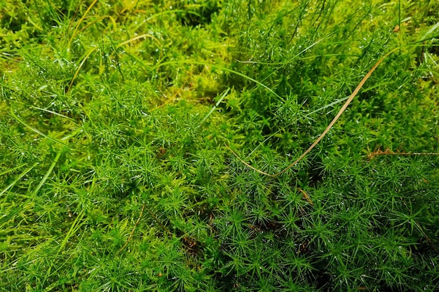 Jong groen mos in het bos de achtergrond van de natuur