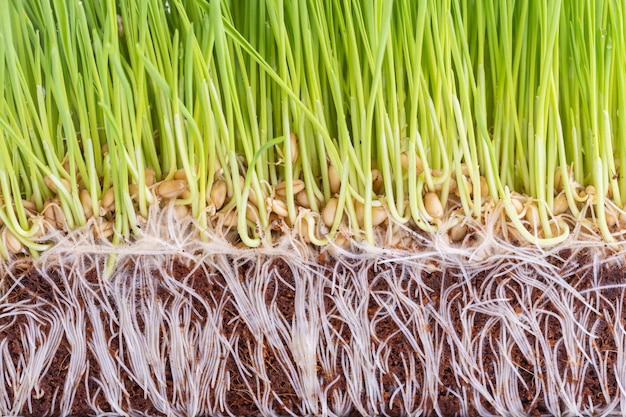 Jong groen Wheatgrass studioschot dat op wit wordt geïsoleerd