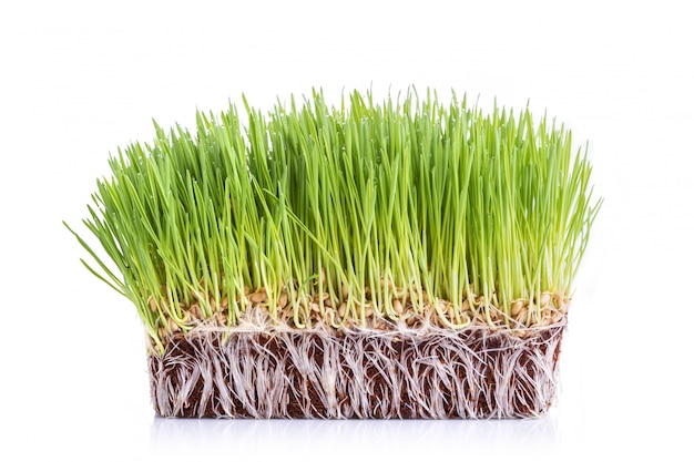 Jong groen Wheatgrass studioschot dat op wit wordt geïsoleerd