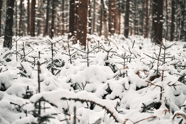 Jong groenblijvend boompje bedekt met sneeuw Bosherbebossing in Europa