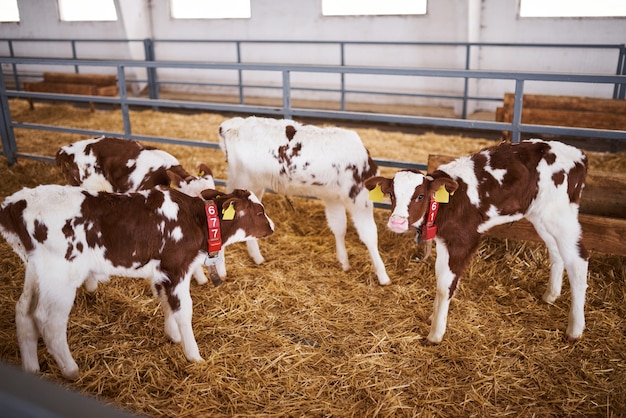 Jong kalf in een kinderdagverblijf voor koeien in een melkveebedrijf. Pasgeboren dier.