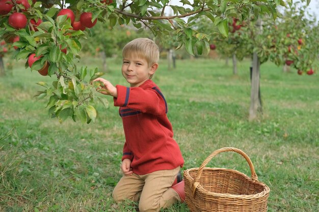Jong kind in de appelboomgaard voor het oogsten Kleine peuter jongen eet een grote rode appel in de fruitgaard bij de herfst oogst mand met appels op een voorgrond herfst bewolkte dag zachte schaduw