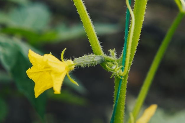 Jong komkommerplantje met gele bloem