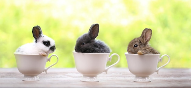 Jong konijn in witte kop op groene natuur bokeh als achtergrond Klein konijntje is heel schattig en grappige actie voor sping of coffeeshop banner Konijn café idee