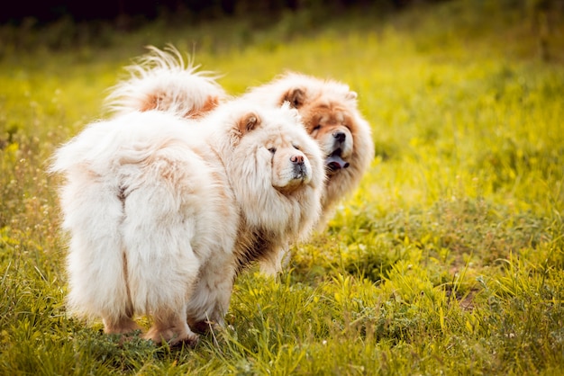 Jong koppel met de honden in het park