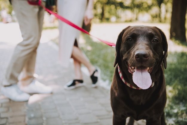 Foto jong koppel met hun hond in de zomer park