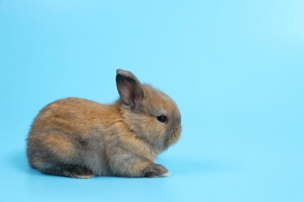 Jong leuk bruin Pasen konijntjeskonijn