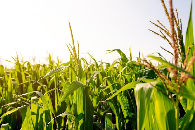Jong maïsveld op landbouwboerderij Landbouw biologisch tuinieren planten of ecologisch concept