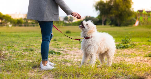 Jong meisje dat met haar hond in een park loopt