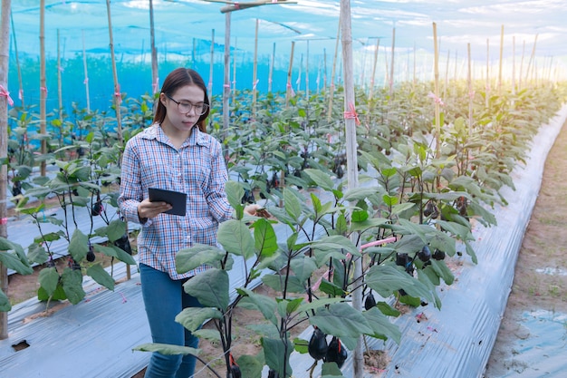 Jong meisje die kwaliteitsaubergines controleren door tablet. landbouw en voedselproductie concept.