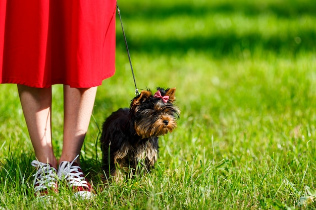 Jong meisje in de rode tennisschoenen die zich op het gras met haar hond bevinden