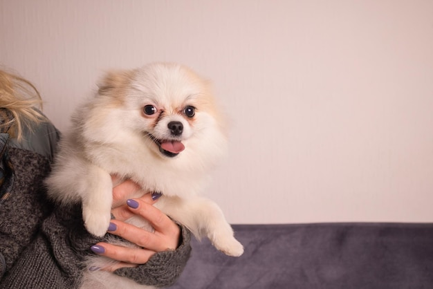 Jong meisje met een hond Spitz Hostess houdt van zijn huisdier