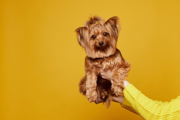 Jong meisje met een hond Yorkshire terrier op een gele schone achtergrond
