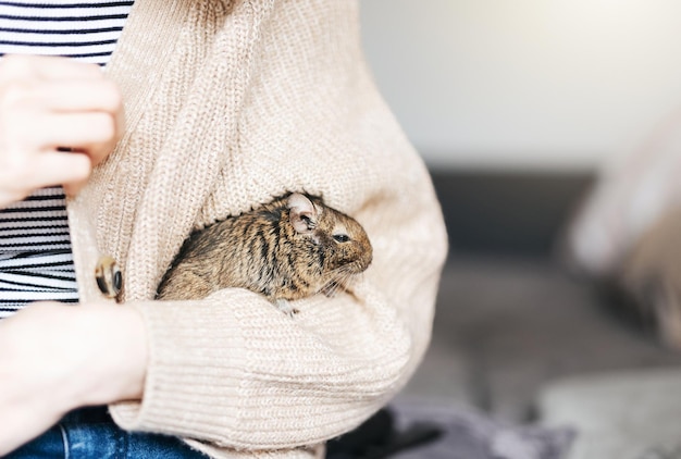 Jong meisje spelen met kleine dieren degoe eekhoorn