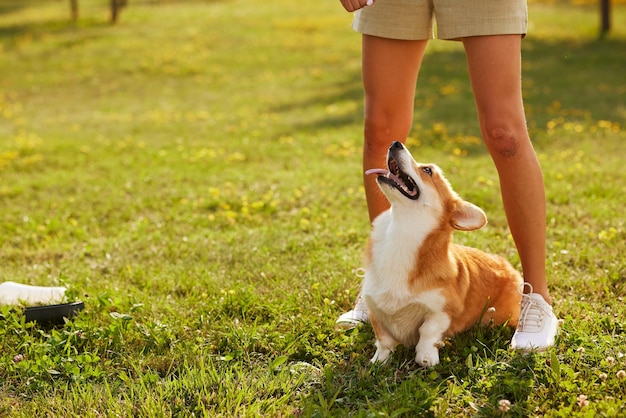 jong meisje traint pembroke welsh corgi in het park in zonnig weer gelukkige honden concept