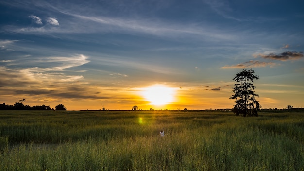 jong meisje voelt vrijheid in het veld met zonsondergang