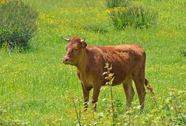 Jong ossenportret