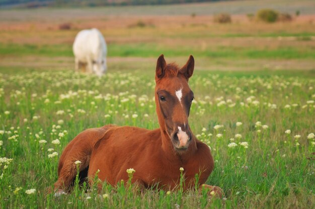 Jong paard op de groene weide