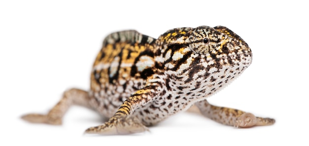 Jong Panterkameleon, Furcifer-pardalis, op geïsoleerd wit