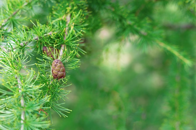 Jong takje van sparren met naaldkegel van vage groene naalden. Nieuwjaar wenskaart. Selectieve aandacht. Ruimte voor tekst. Natuurlijke omgeving.