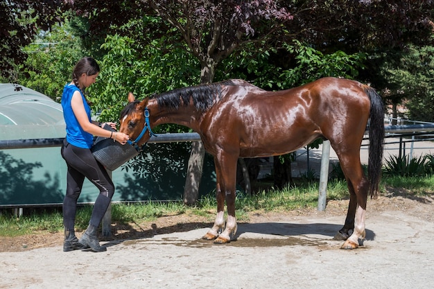 Jong wijfje dat water geeft aan paard