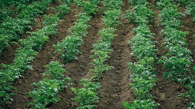 Jonge aardappelplanten die uit de grond groeien op een achtergrond van moestuin