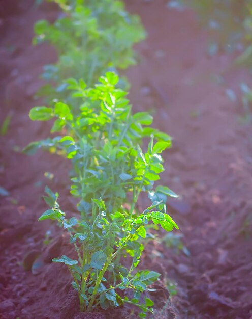 Foto jonge aardappelplanten groeien op de grond in biologische tuin